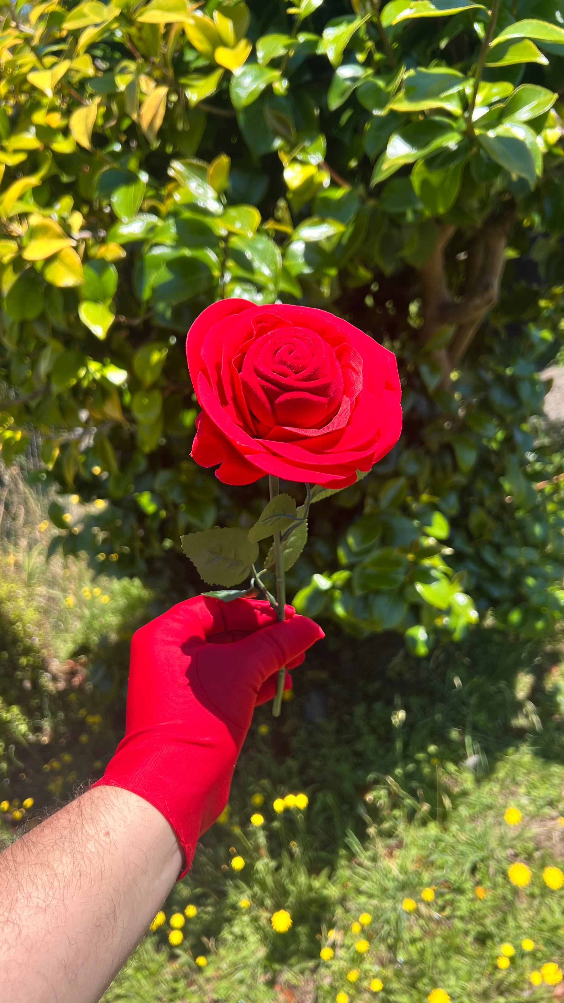 Anillo de moissanita más estuche de rosa